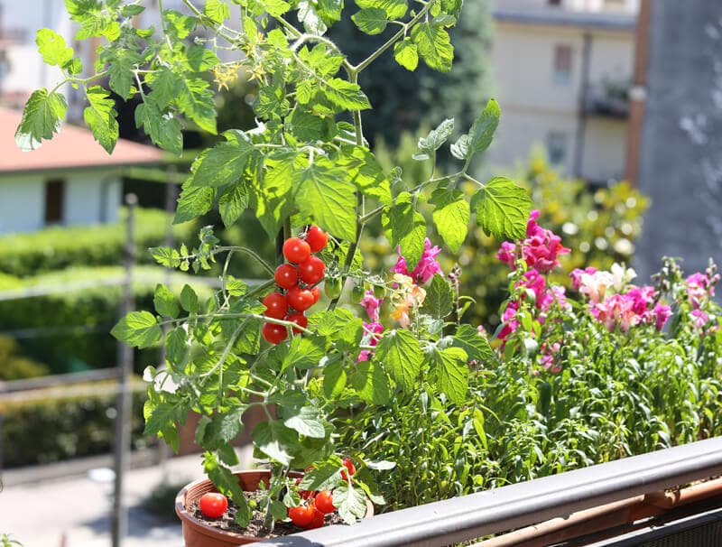 Excavaciones, diseño y mantenimiento de jardines en Oleiros